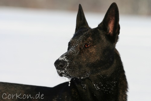 Gonzo im Schnee Gonzo im Schnee